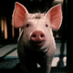 Babe: A Pig In The City